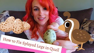 How to Fix Splayed Legs in Quail Chick [upl. by Ariamoy]