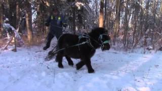 Miniature Horse Log Skidding [upl. by Boyer]