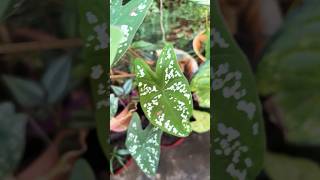 Caladiums or beautiful plants garden plantvarieties sumabhoopalam [upl. by Nylirehc]