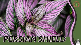 PERSIAN SHIELD Information and Growing Tips Strobilanthes dyerianus [upl. by Iolanthe]