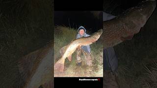 ZOBACZ TEGO POTWORA  MOJA ŻYCIÓWKA Z WODY PZW 115CM ‼️ fishing pike szczupak viral fyp dc me [upl. by Hazen929]