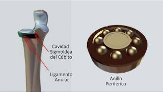 Articulación Radiocubital Superior Fisiología [upl. by Athey252]