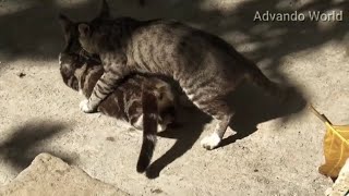 Cats Mating  funny cats videos  cat mating  mating animals [upl. by Azirb]