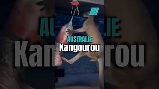 🇦🇺 La puissance du Kangourou [upl. by Blayze757]