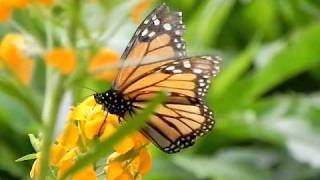 Monarch Butterfly Sipping Nectarmp4 [upl. by Mireille]