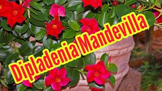 Dipladenia pflegen pflanzen düngen gießen Standort überwintern Mandevilla [upl. by Aihtnic]