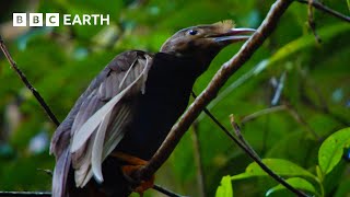 Extraordinarily Rare Birds of Paradise Sighting  Bill Baileys Jungle Hero  BBC Earth [upl. by Lydell]