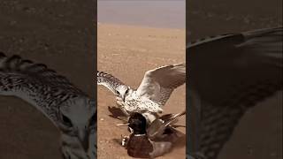 Gyrfalcon The worlds largest falcon 🦅🔥😱 so dangerous bird in the world birds gyrfalcon shorts [upl. by Trautman]