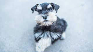 Miniature Schnauzer is ADORABLE Charlie in Training [upl. by Repooc]