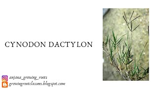 Cynodon dactylon  Ethnobotany  Malayalam Explanation  Medicinal Properties Of Cynodon Dactylon [upl. by Pacifica26]