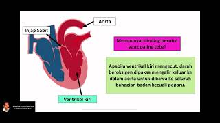 Sains Tingkatan 3 KSSM  Bab 3 Pengangkutan  32 Sistem Peredaran Darah  Bahagian 2 [upl. by Muslim801]