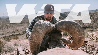 Giant Desert Bighorn Hunt in Arizona  Worldwide Trophy Adventures [upl. by Ramu]