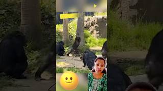 When Animals Messed With The Wrong Opponent fshorts funny comedy viral funnyvideo trending [upl. by Aan628]