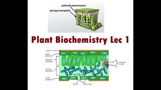 Lecture 1 Introduction to Mesophyllic cell [upl. by Hachmann]