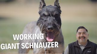 WORKING WITH RARE AND DIFFICULT BREED THE PEPPER SALT GIANT SCHNAUZER [upl. by Atonsah]