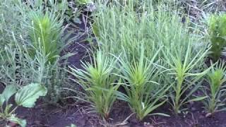 Лиатрис колосковый из семян  Liatris spicata from seeds [upl. by Carr364]