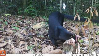 Los fascinantes animales de la reserva Cuyabeno en Ecuador Yaguarundí [upl. by Analise]