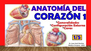 🥇 Anatomía del CORAZÓN 15  Generalidades Caras y Configuración Externa [upl. by Sunderland]