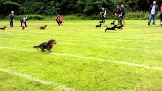 Sausage Dog Racing [upl. by Eednil]