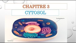 BIOLOGIE CELLULAIRE  CHAPITRE 3  CYTOSOL [upl. by Cooperman]