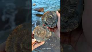 Hidden Secrets In Fossil Rocks 🤯  factinhindi shorts facts [upl. by Oemor31]