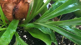 Staghorn Fern [upl. by Donoghue]