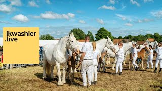 Boulonnais coupe challenge des championnats des juments des concours du comice agricole de Lumbres [upl. by Zsa309]