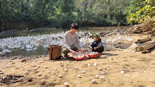 Binh and the poor homeless boy Harvesting a lot of duck eggs to sell and bring home to boil and eat [upl. by Duaner]