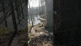 Wolf calling at Wingham wildlife zoo Wolf wildlife [upl. by Anifesoj]