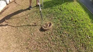 Western Diamondback Rattlesnake [upl. by Rior]