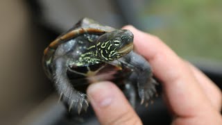 Awesome Japanese reeves turtle [upl. by Anitsud]