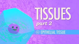 Tissues Part 2  Epithelial Tissue Crash Course Anatomy amp Physiology 3 [upl. by Davidoff]