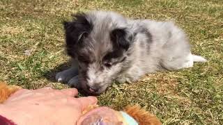 Quality Sheltie puppies for sale in Michigan [upl. by Wylma]