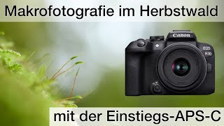 Makrofotografie im Herbstwald  VLOG inkl Fokus Stacking [upl. by Goggin339]