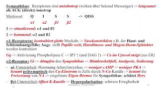 Nervensystem 5 synaptische Erregungsübertragung Teil 2 und Transmitter [upl. by Yasmine]