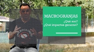 ¿Qué son las macrogranjas ¿Qué impactos generan [upl. by Ahsielat]