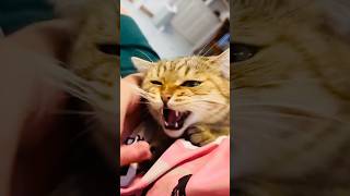 The cat is very angry cat shorts aqminformationtv [upl. by Nosiram]