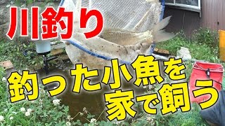 【川釣り】釣った小魚を庭で飼う 2016625 [upl. by Ddet]