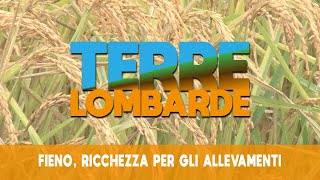 Terre Lombarde  Fieno ricchezza per gli allevamenti [upl. by Ariadne]