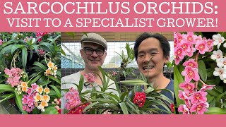 How to grow Sarcochilus orchids Part 1 a visit to a specialist grower [upl. by Keri]