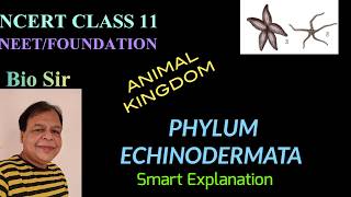 Phylum Echinodermata  Animal Kingdom  Class 11  Biology  NEET  Chapter 4 [upl. by Nauqas708]