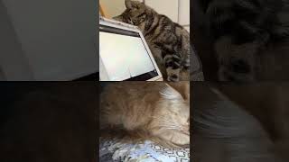 Cut Cat Videos Shorts FunnyCatsCuteCatsCatVideosViralCatsCatShortsq [upl. by Llertrac]