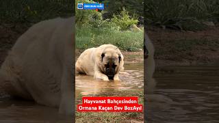 HAYVANAT BAHÇESİNDEN ORMANA KAÇAN DEV BOZ AYI ÇAMUR BANYOSU YAPTI shorts short dog kangal [upl. by Cahan]