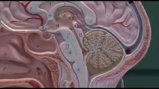 Brain 2 Areas of the brain [upl. by Wilkie]