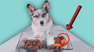 How To Improve Your Dogs Kibble 10 Easy Ways [upl. by Rimidalb]