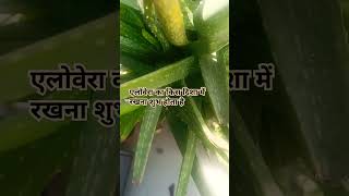 Alovera vastu tipgarden vastutipsforhomeytamazingfactsyoutubeshortsnaturesubscribeshortsfeed [upl. by Noryahs]