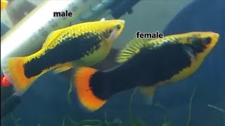 How to tell platy fish gender and how platies mate how platys fish breed [upl. by Guido]