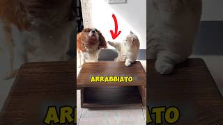 CANE HA TRADITO IL GATTO animali gatto triste [upl. by Ellenrahs]