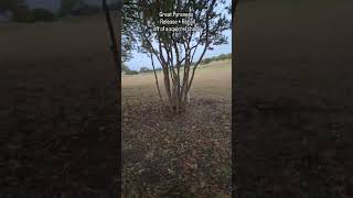 Great Pyrenees Release  Recall off of a Squirrel chase dogtraining greatpyrenees [upl. by Litsyrk593]