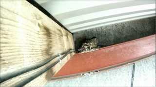 Sparrowhawk Attacks Swallows Nest GoPro HD [upl. by Elvie645]